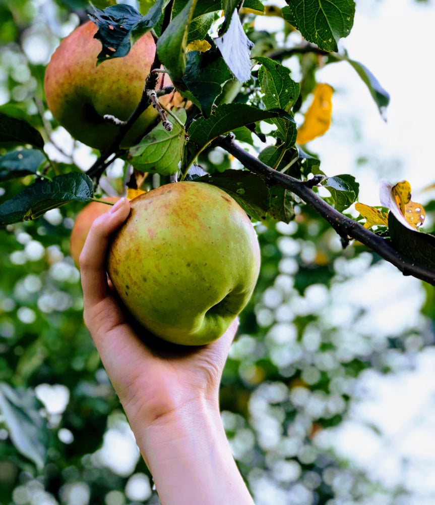 Apple Picking in Massachusetts
