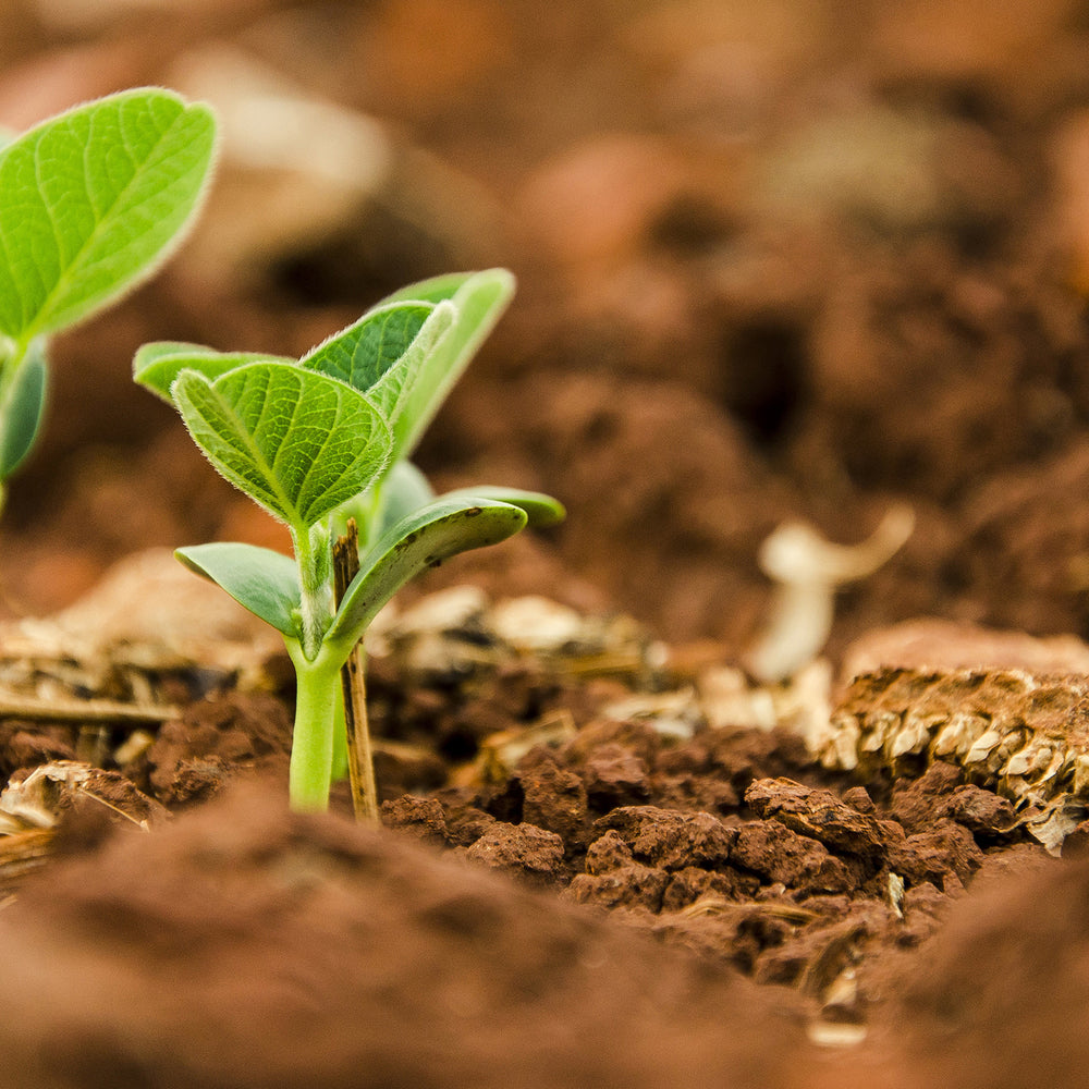 soybean sprout to be made into soy wax