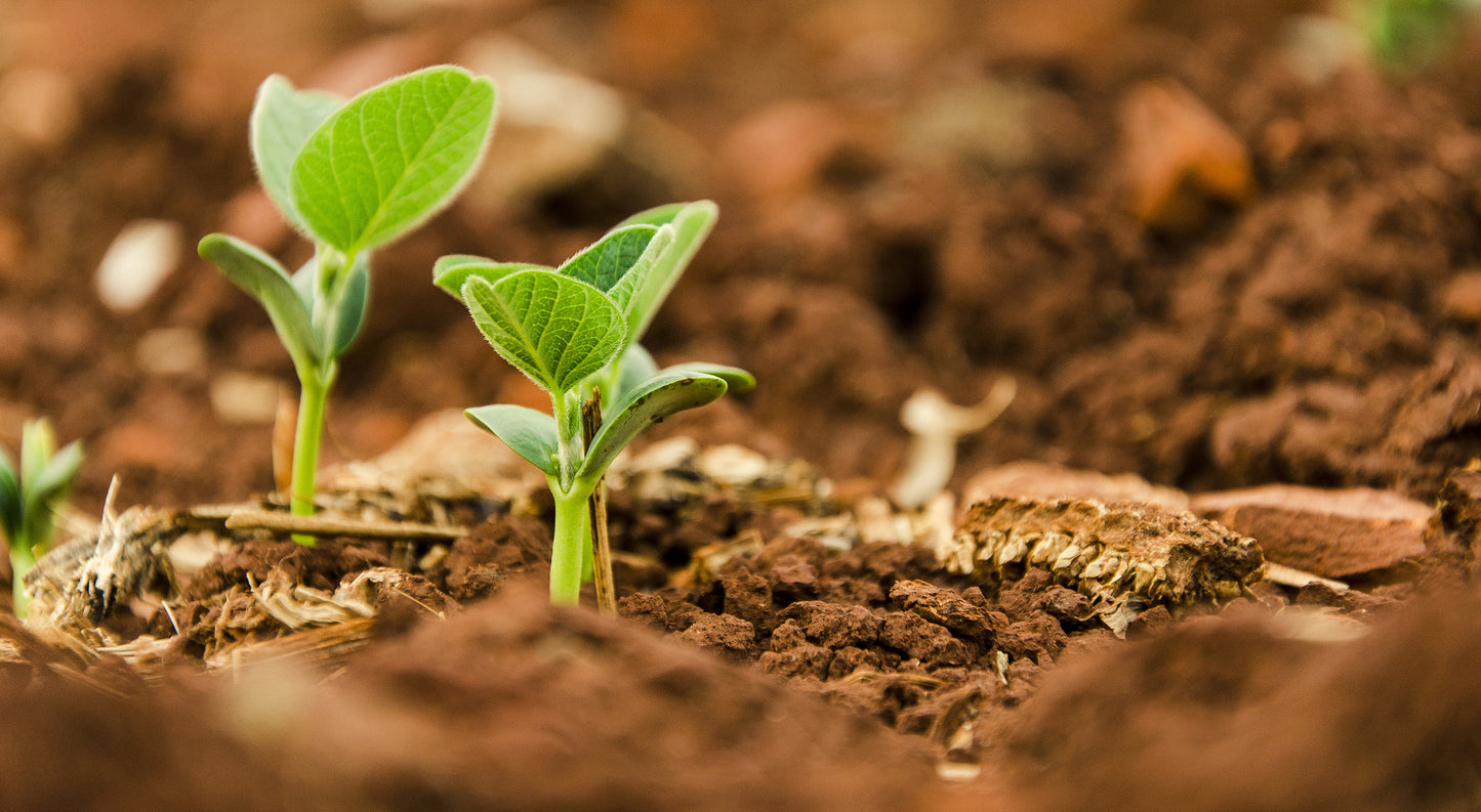 soybean sprout to be made into soy wax