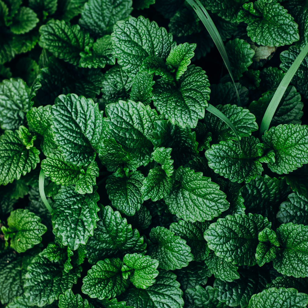 Peppermint Essential Oil Candle