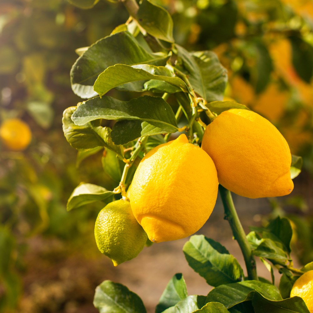 lemon essential oil candle