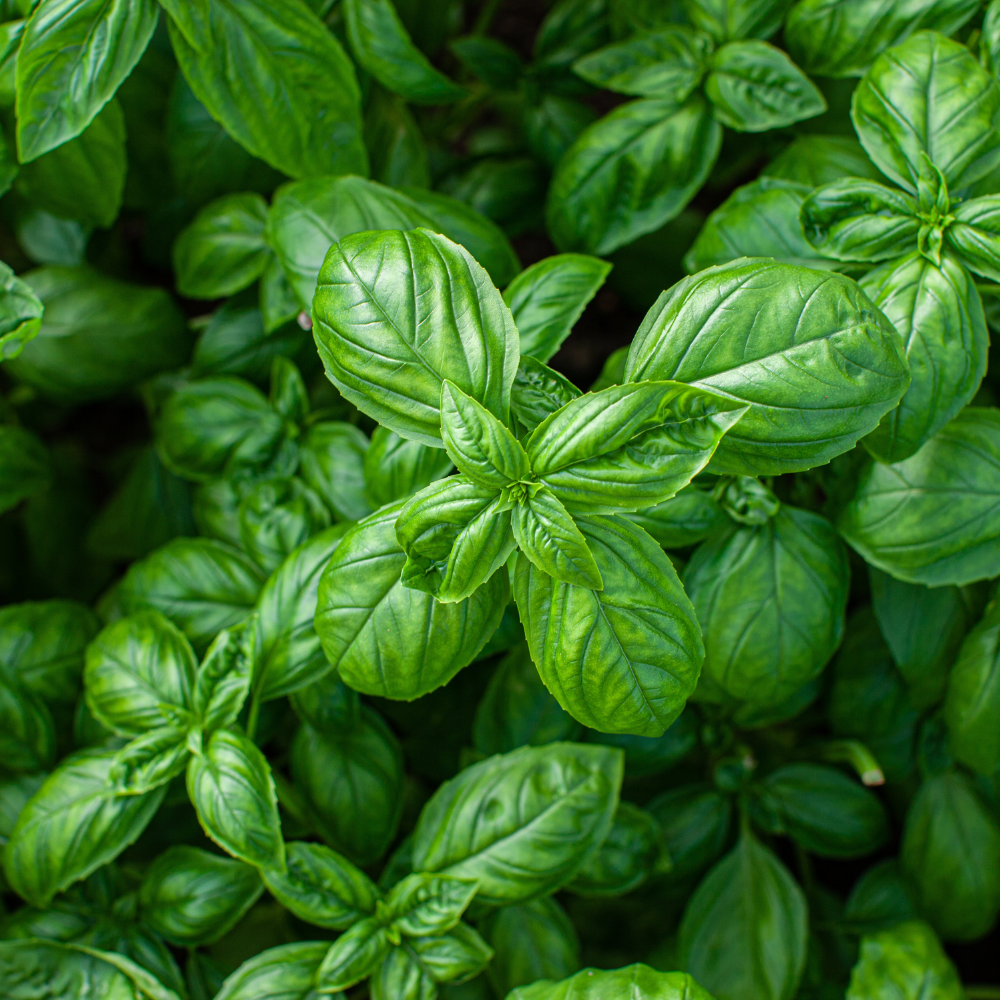 Basil Essential Oil Candle