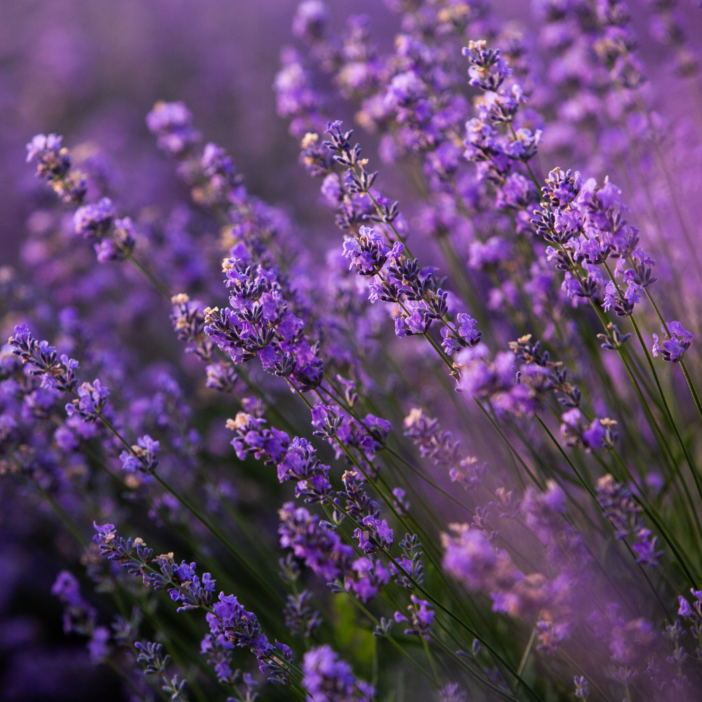 lavender essential oil candle