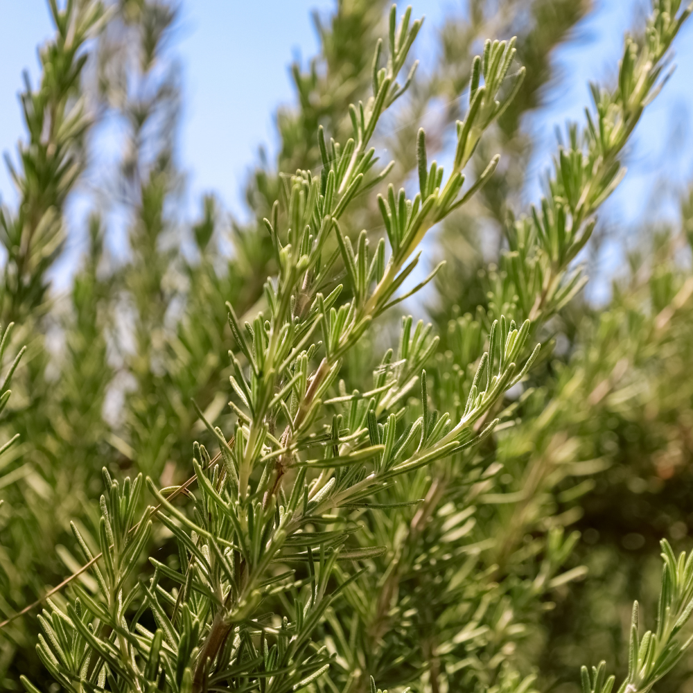 rosemary essential oil candle