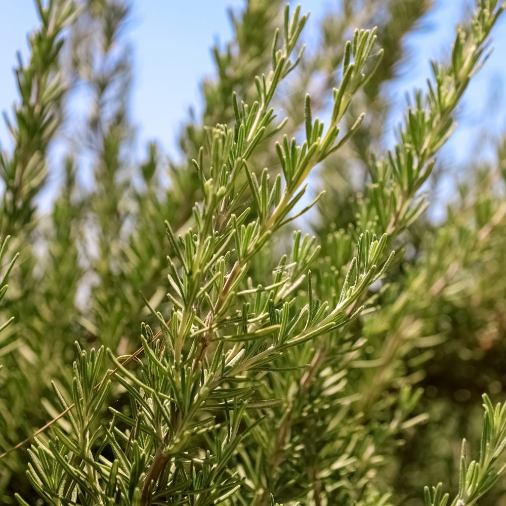 
                      
                        rosemary essential oil candle
                      
                    