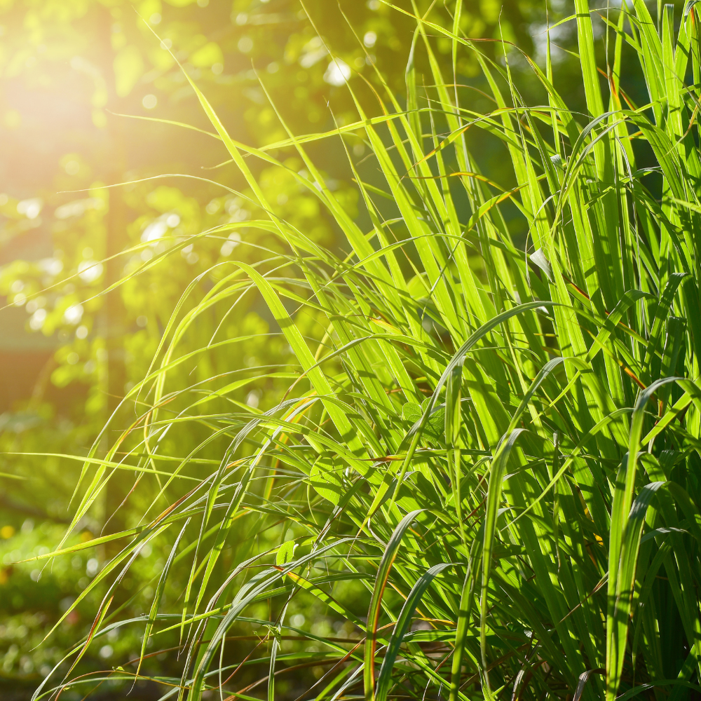 OVERSTOCK Citronella & Lemongrass