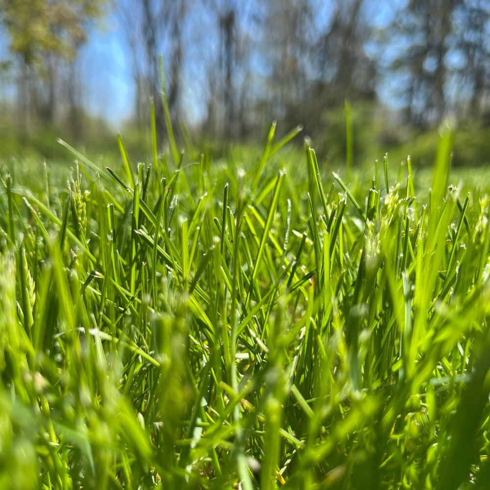 freshly cut grass
