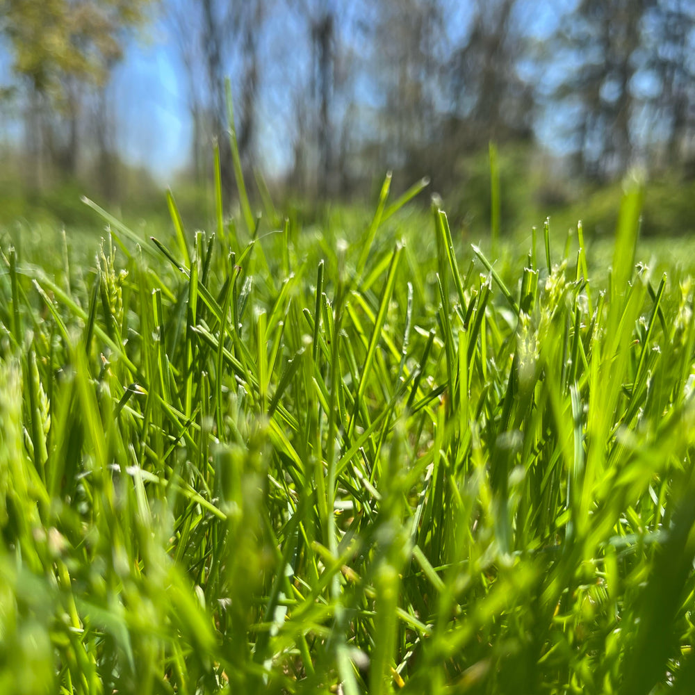 freshly cut grass