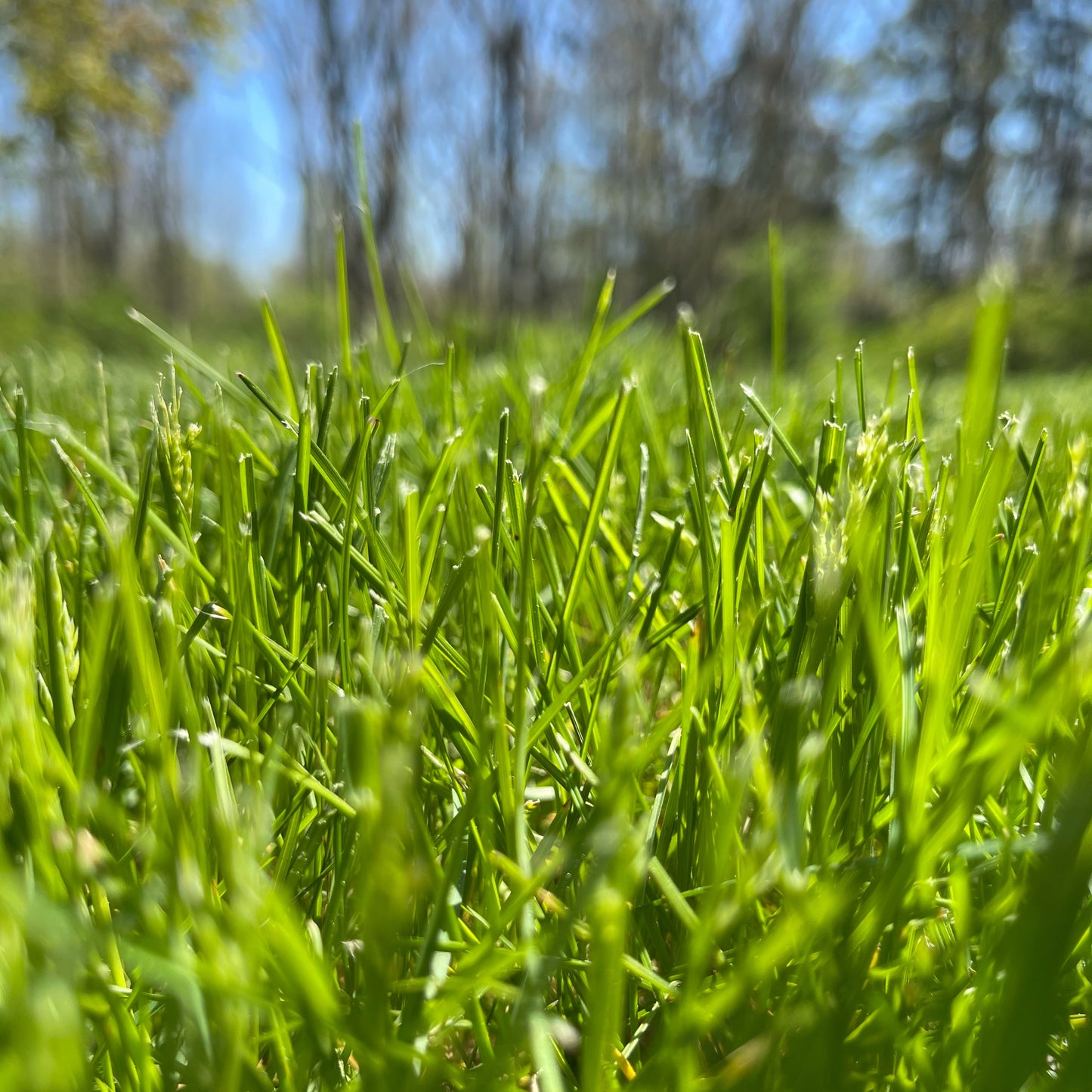 freshly cut grass